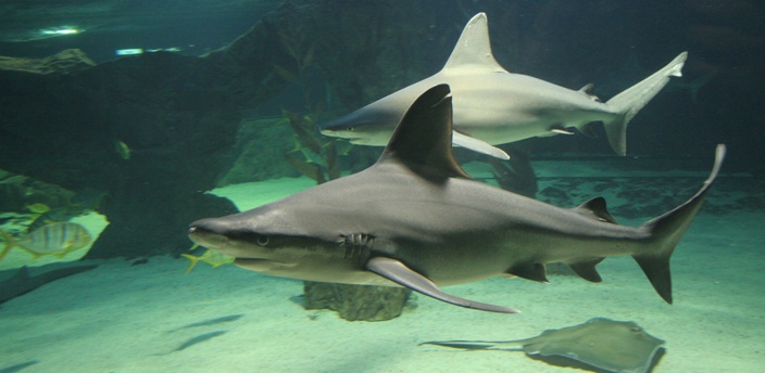 aquarium madrid tiburon gris